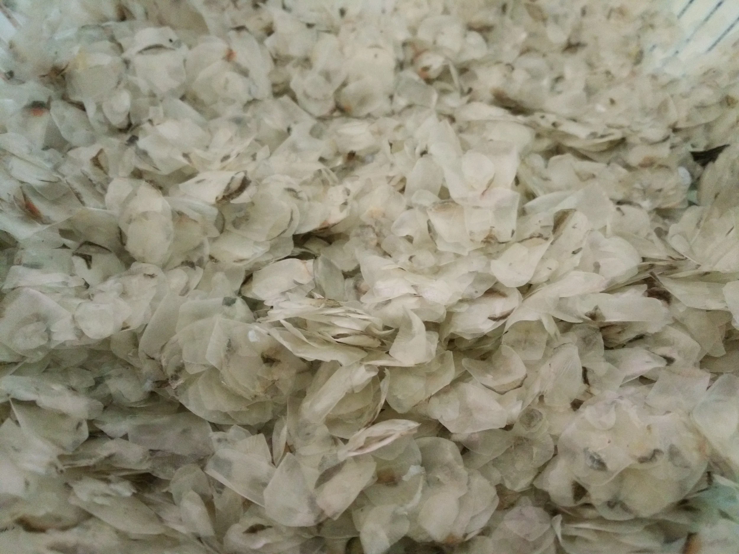 #SeaShorts: One of the materials used for SeaShorts' poster: fish scales!