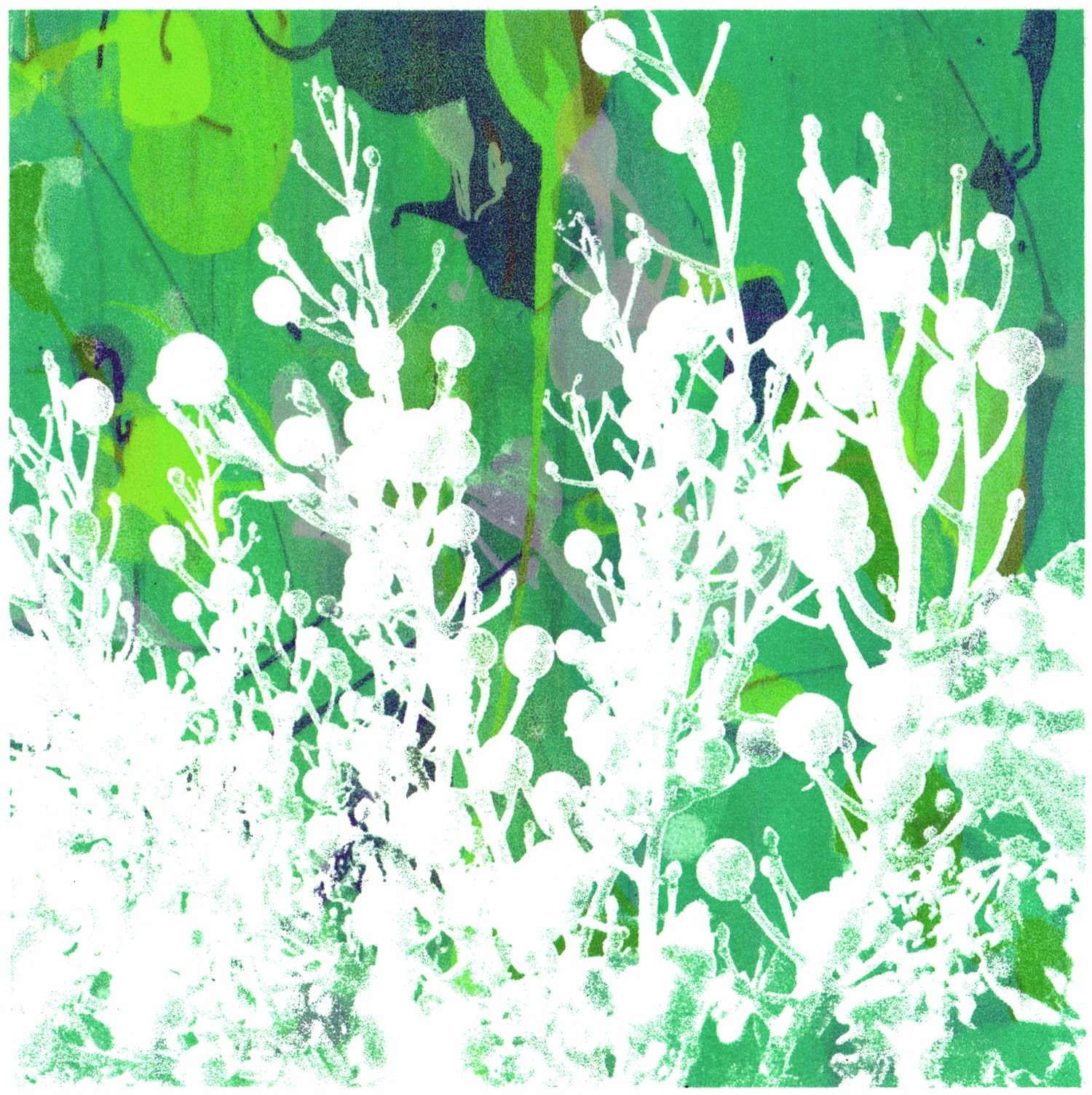Sea Kale