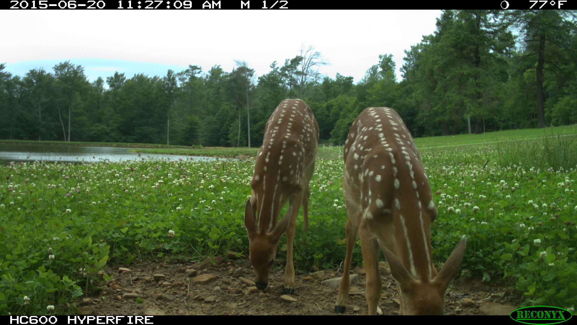 6.18.15_fawns.jpg