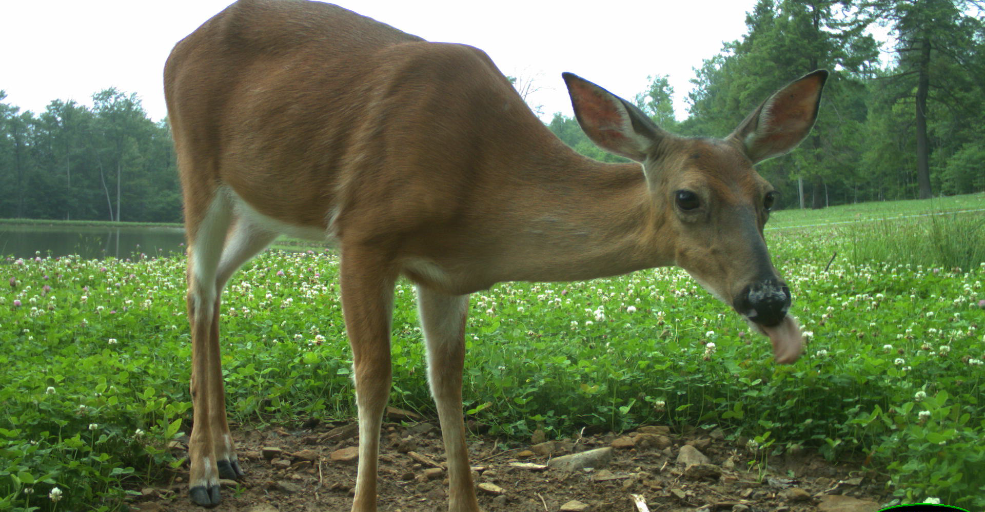 6.18.15_Doe_licking.png