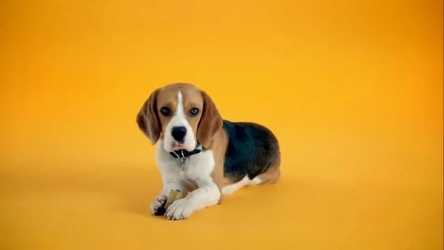   Pre-roll &amp; TV ad  