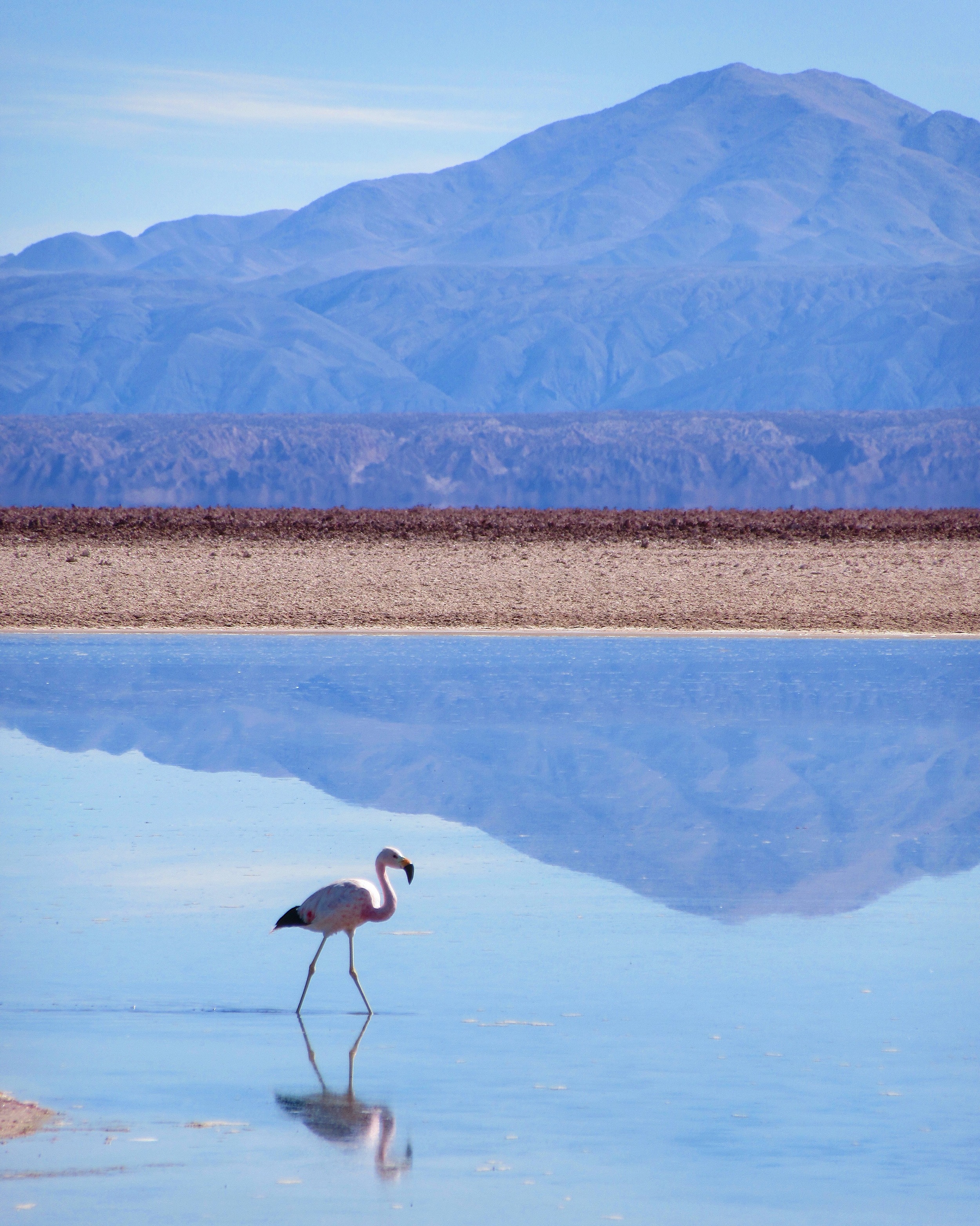 Laguna Chaxa