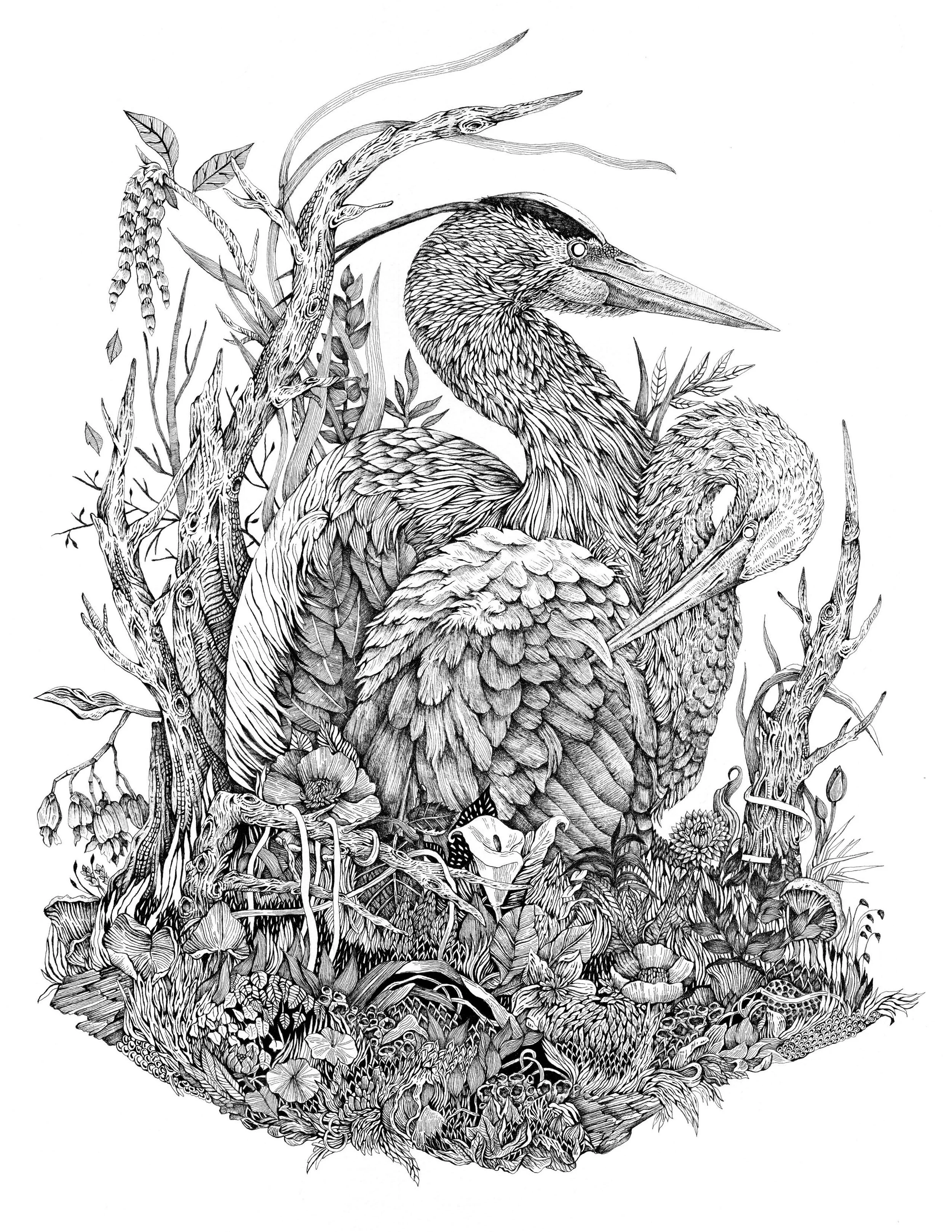 herons 8.5 x 11.jpg