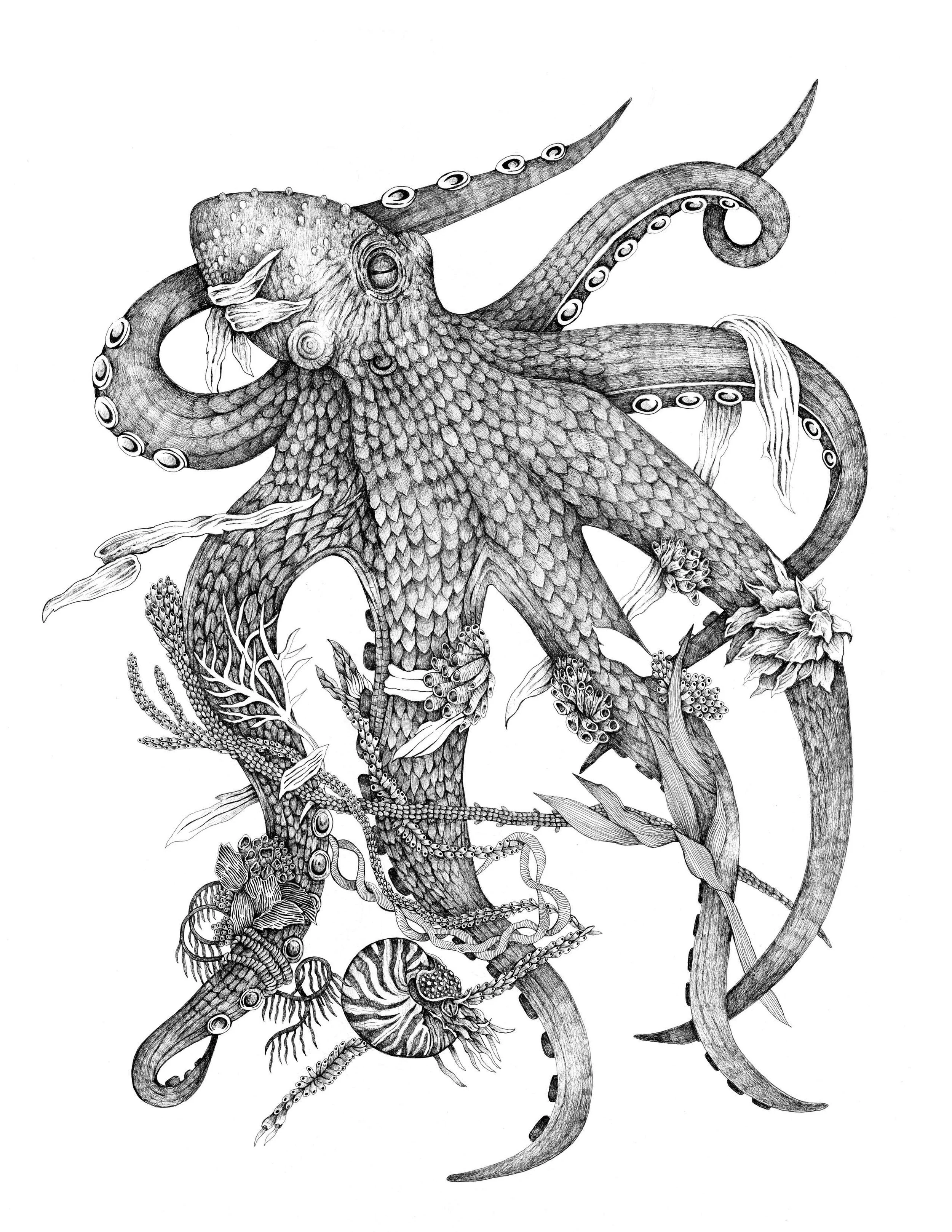 Octopus 8.5 x 11.jpg