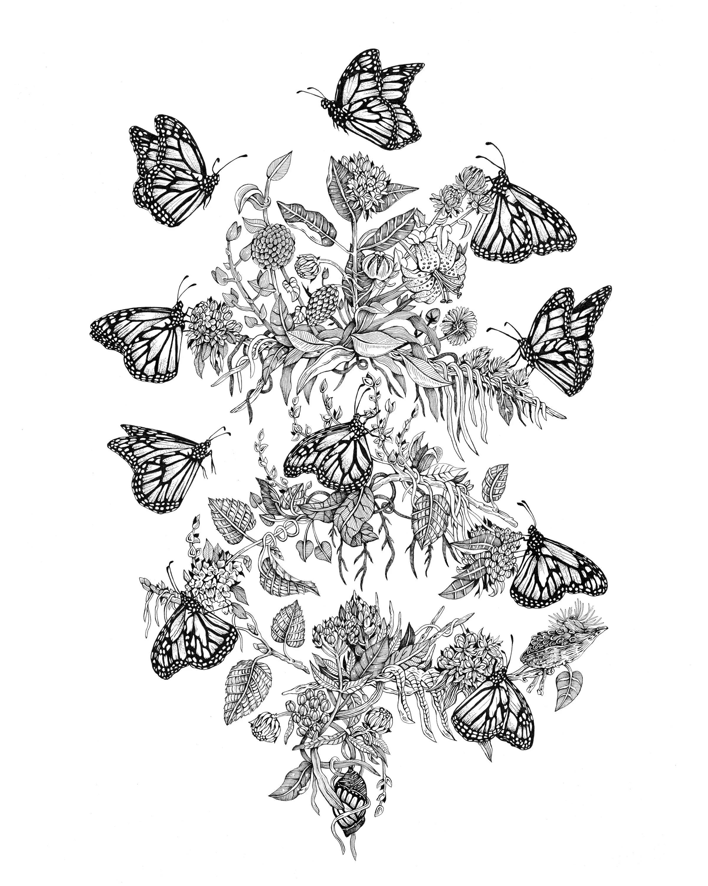 monarchs site .jpg