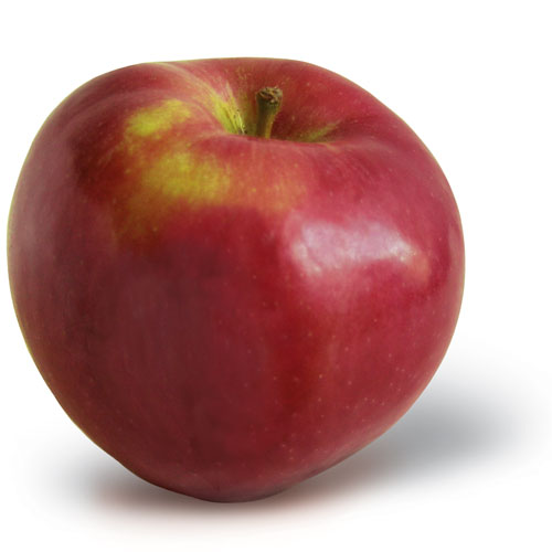 Acey Mac Sweet, tart, & juicy Harvest: Mid September