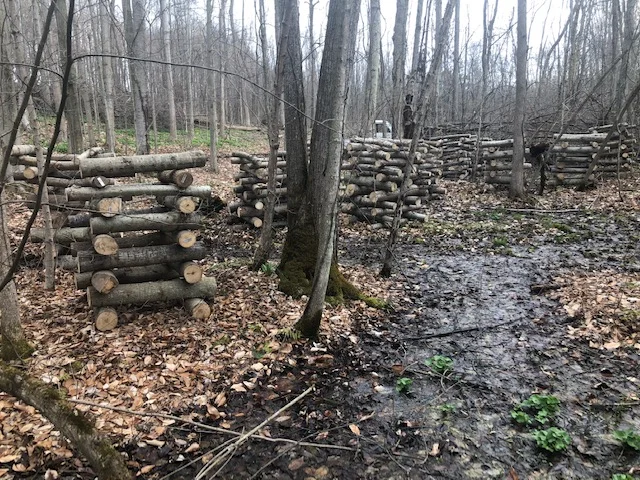 Mushroom logs just seeded