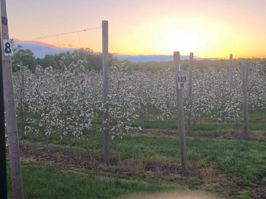 Sunrise during Bloom