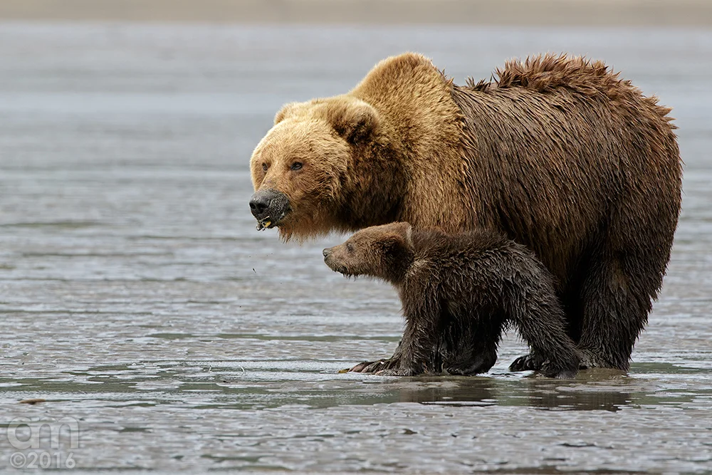 Sow and cub clamming