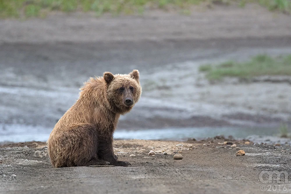 Lonely Bear