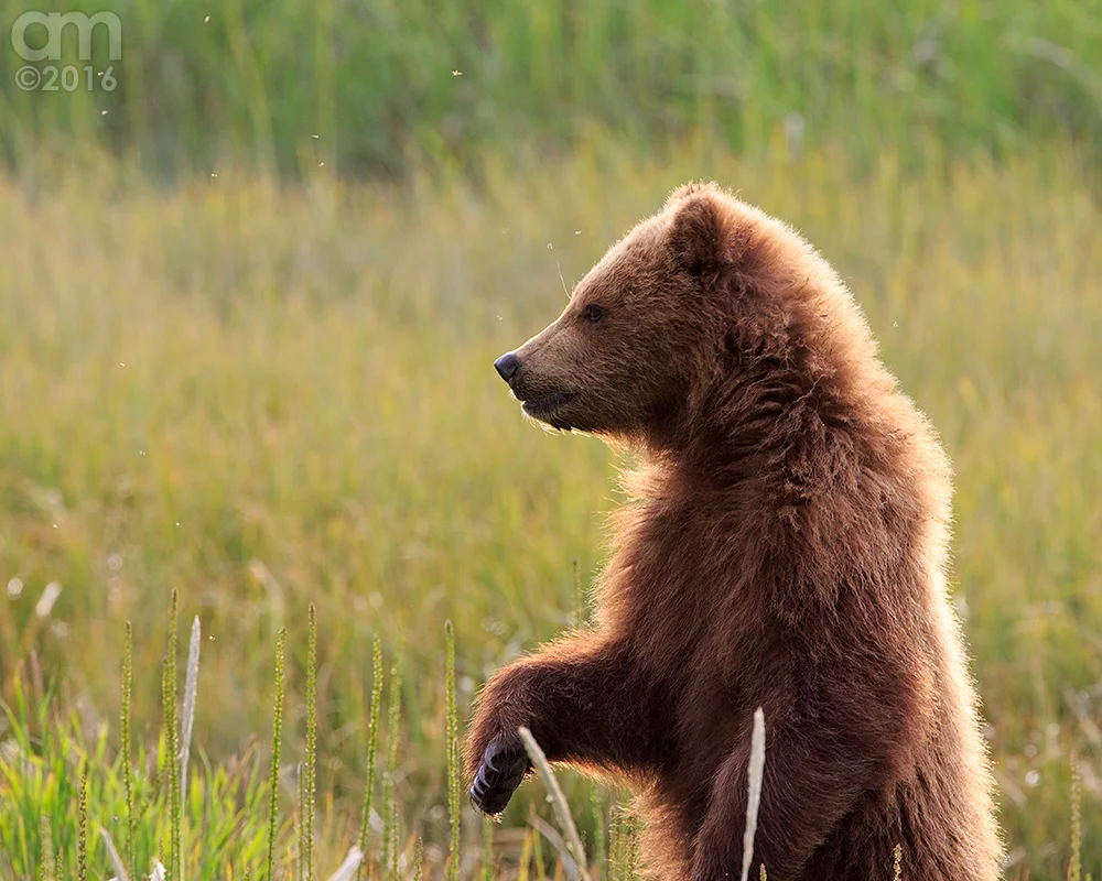 Standing cub