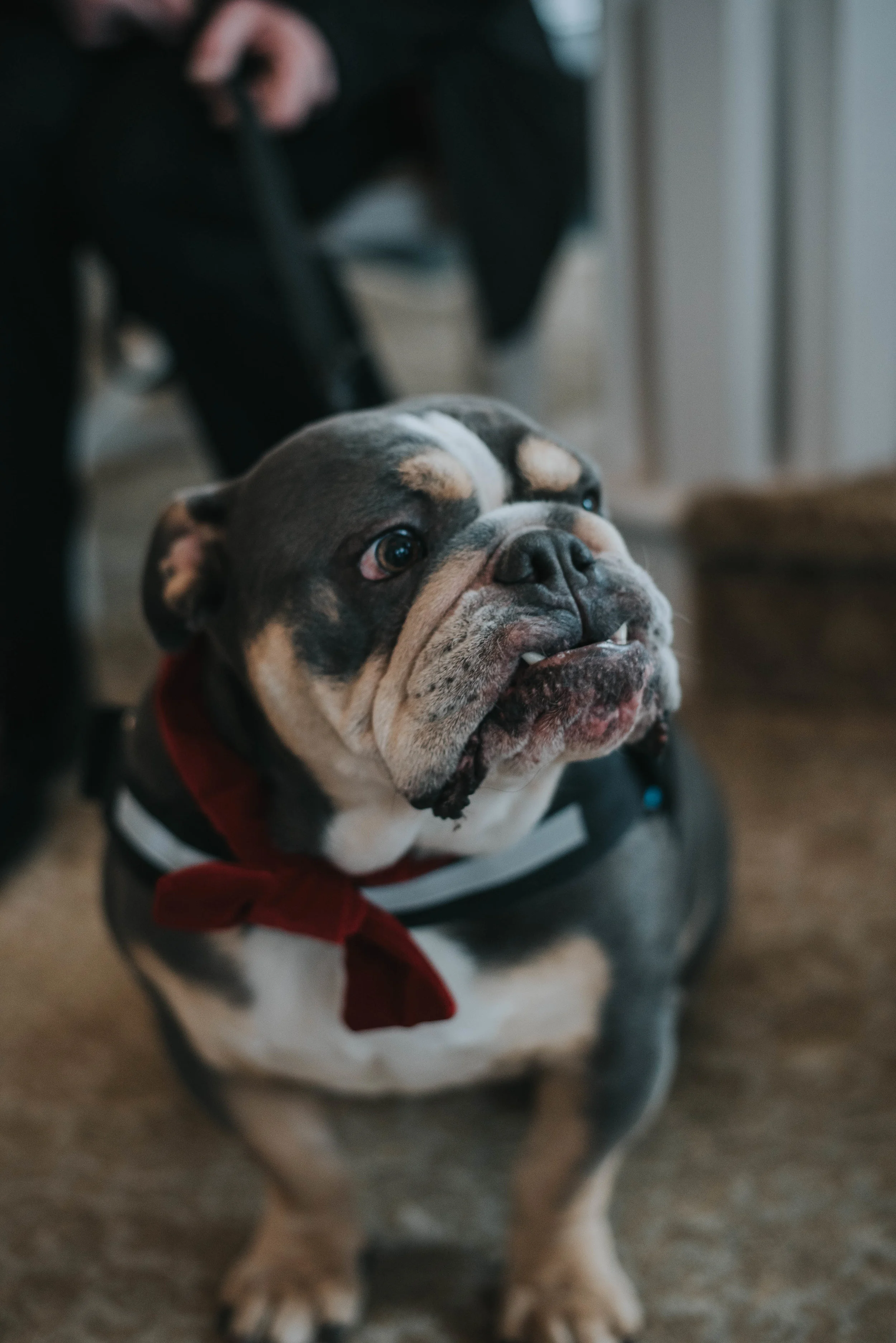 Ok, so maybe Edgar was an honorary member of the bridal party, but he still deserves to have his photo posted here. :) 