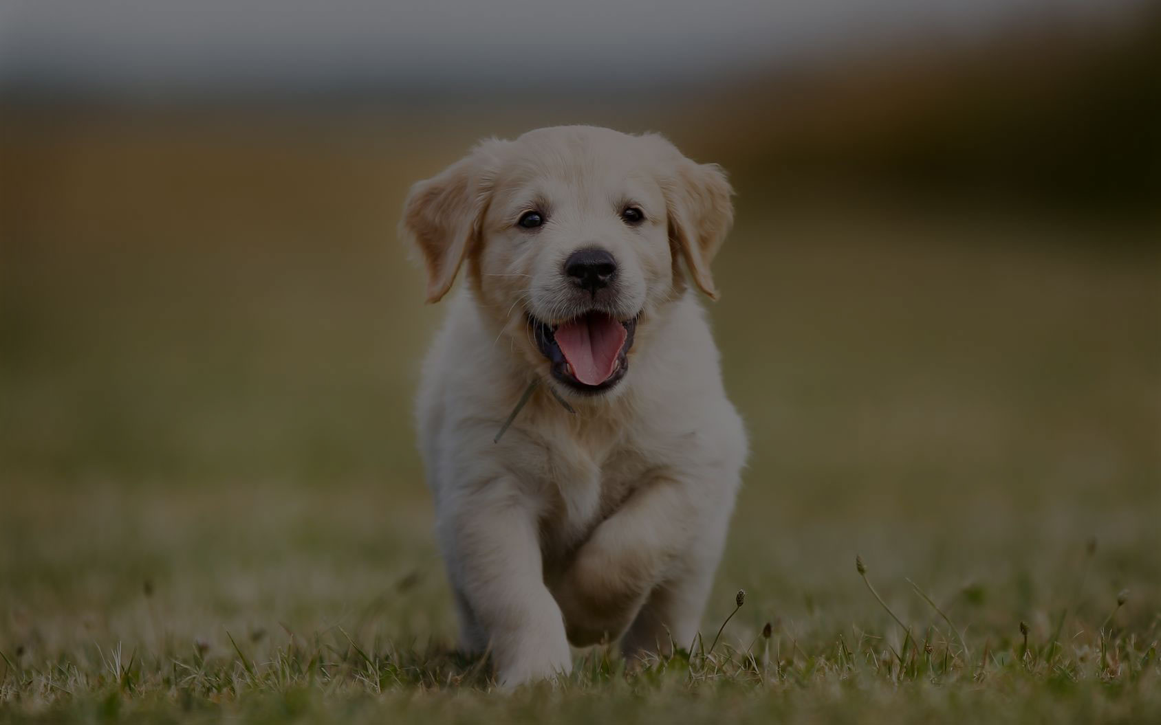 dogs.jpg
