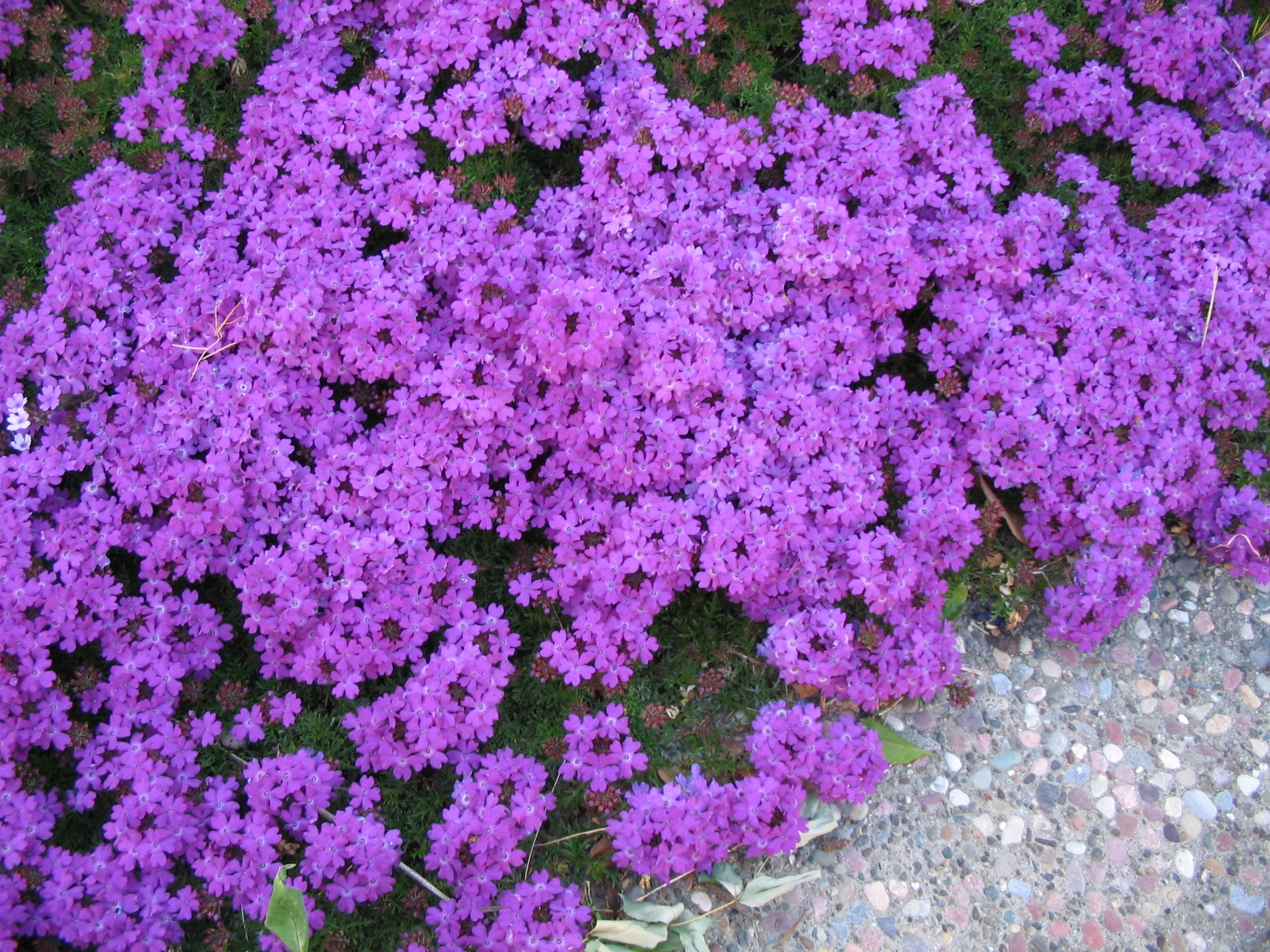 Verbena
