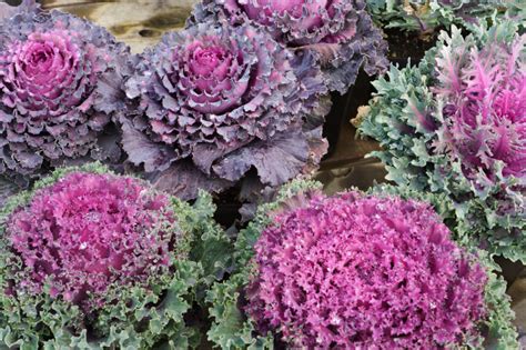 Ornamental Kale