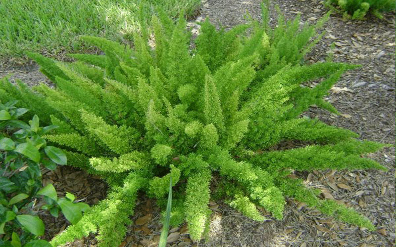 Foxtail Fern