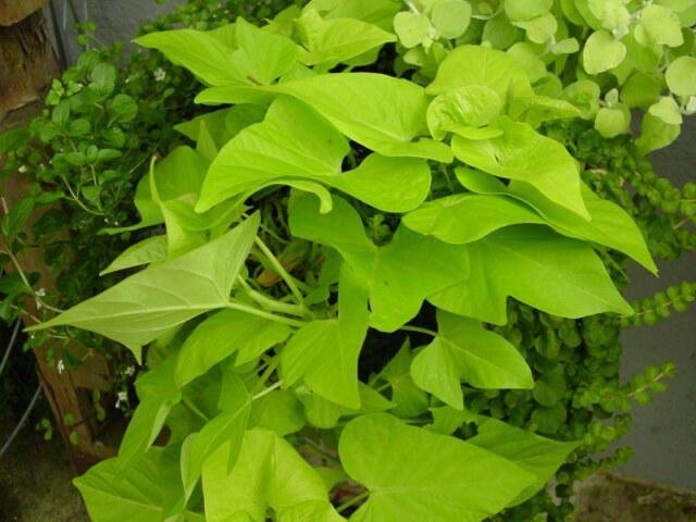 Sweet Potato Vine