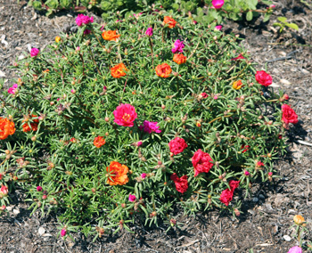 Moss Rose