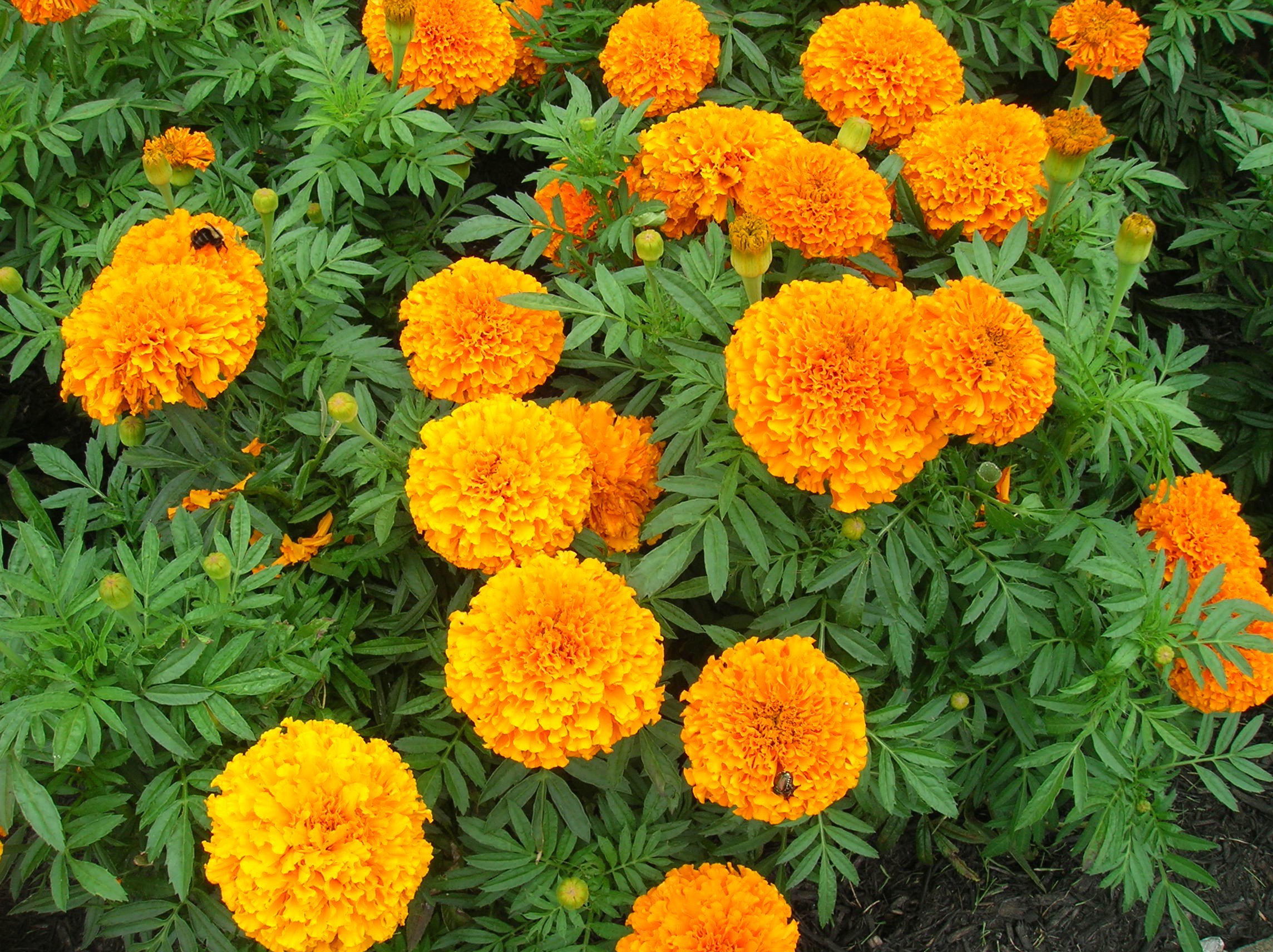 Marigolds