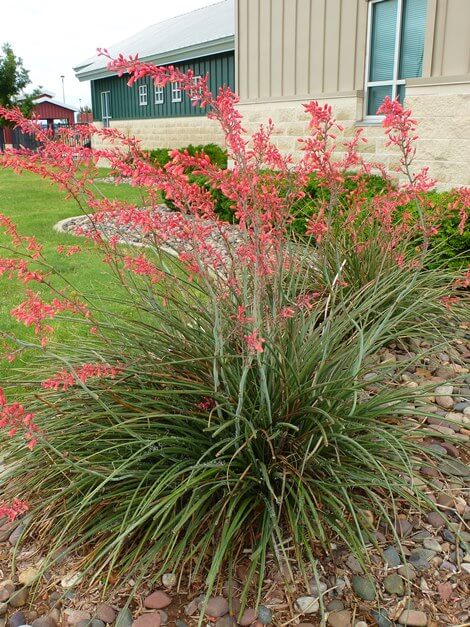 Red Yucca downtown plant.jpg