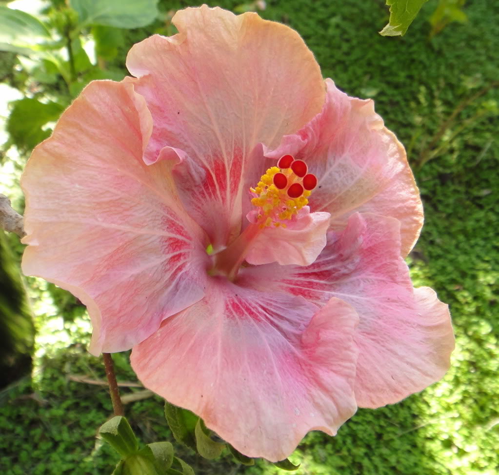 Hibiscus downtown plant.jpg
