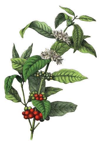 SCAA-Global-Coffee-Expo-Illustration.jpg