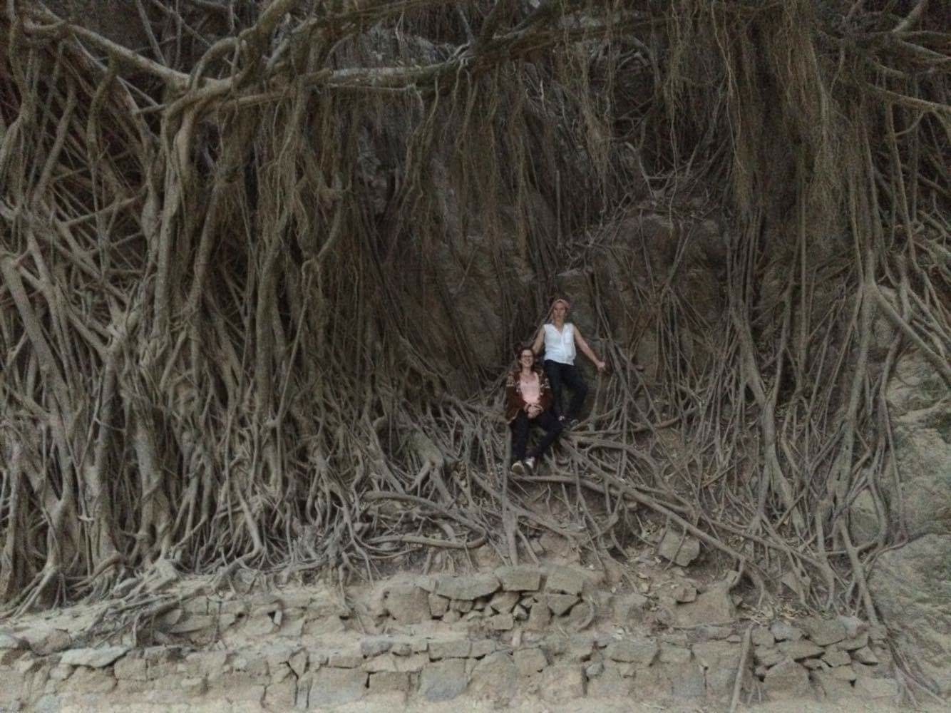 Arból de Mil Raíces ( The tree of 1,000 roots )