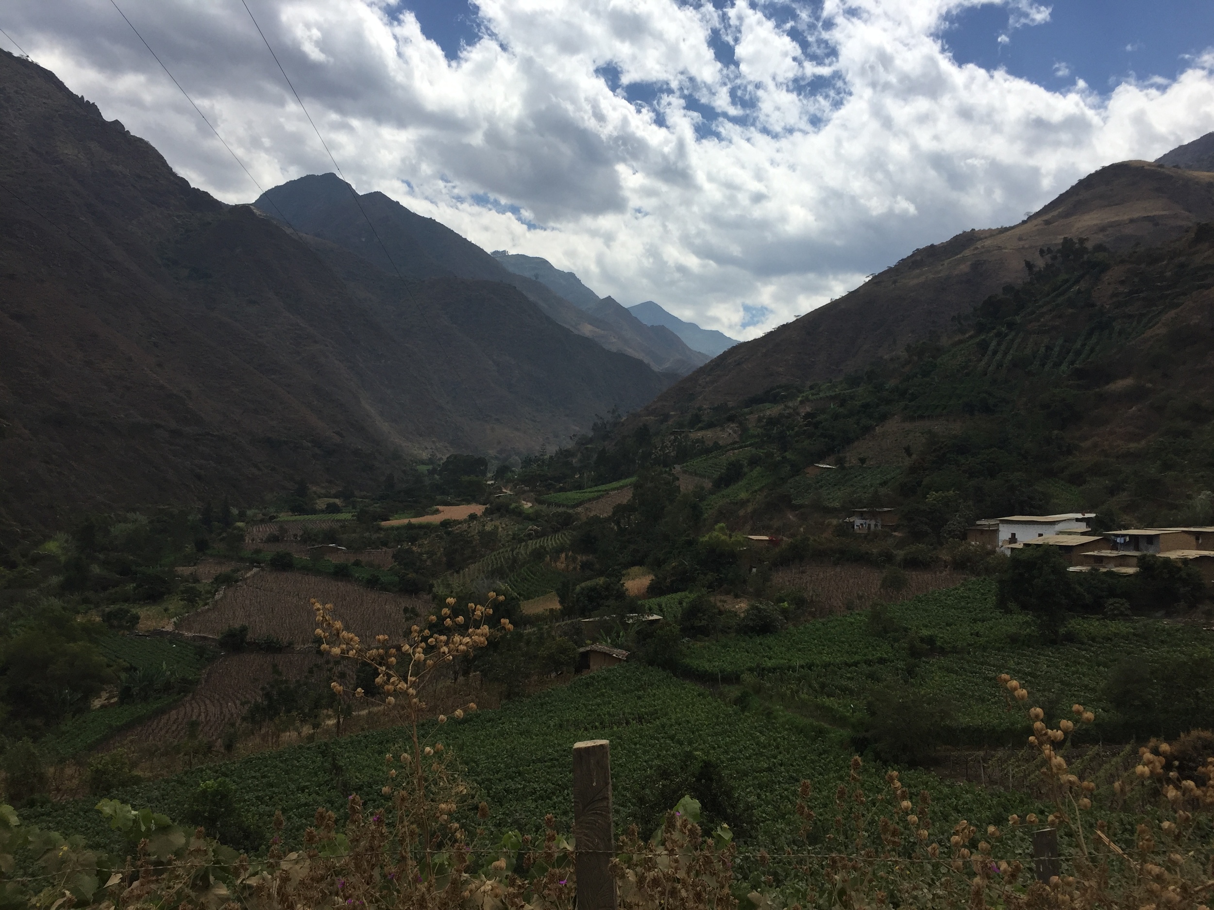 Vineyards of Cas Cas, Peru