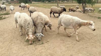 Sheep