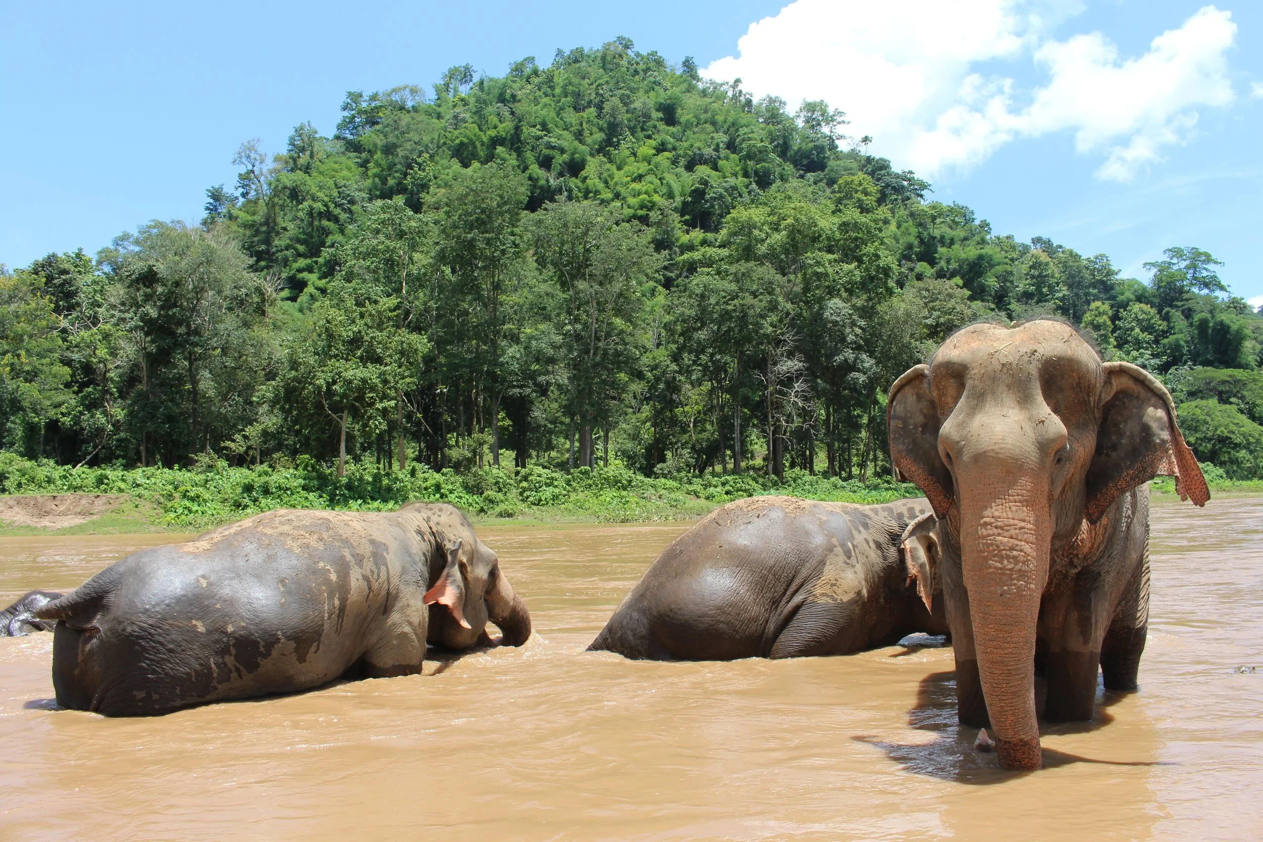 elephant-2647010.jpg