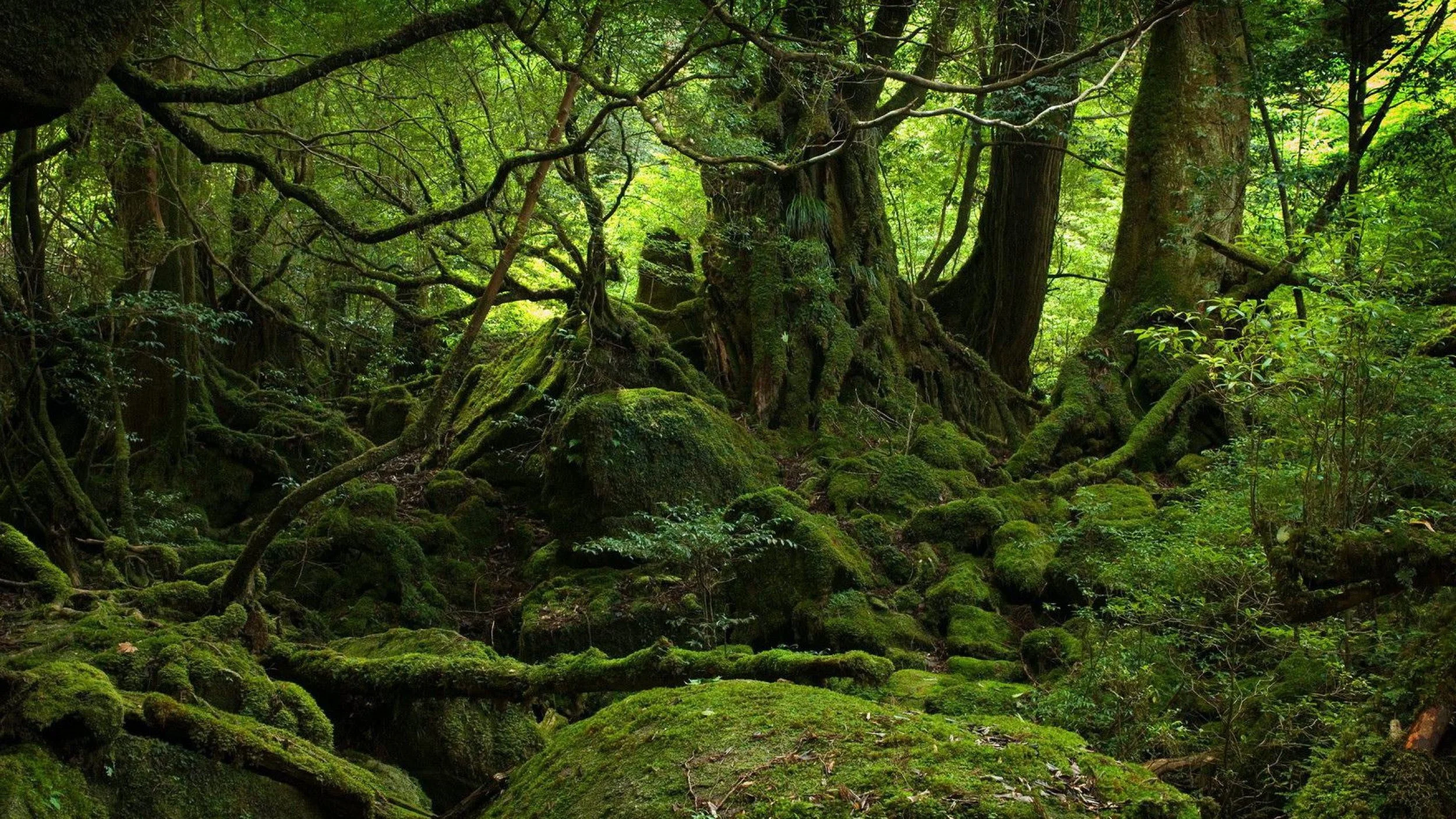 forest-dark-wallpaper-wallpapers-photography.jpg