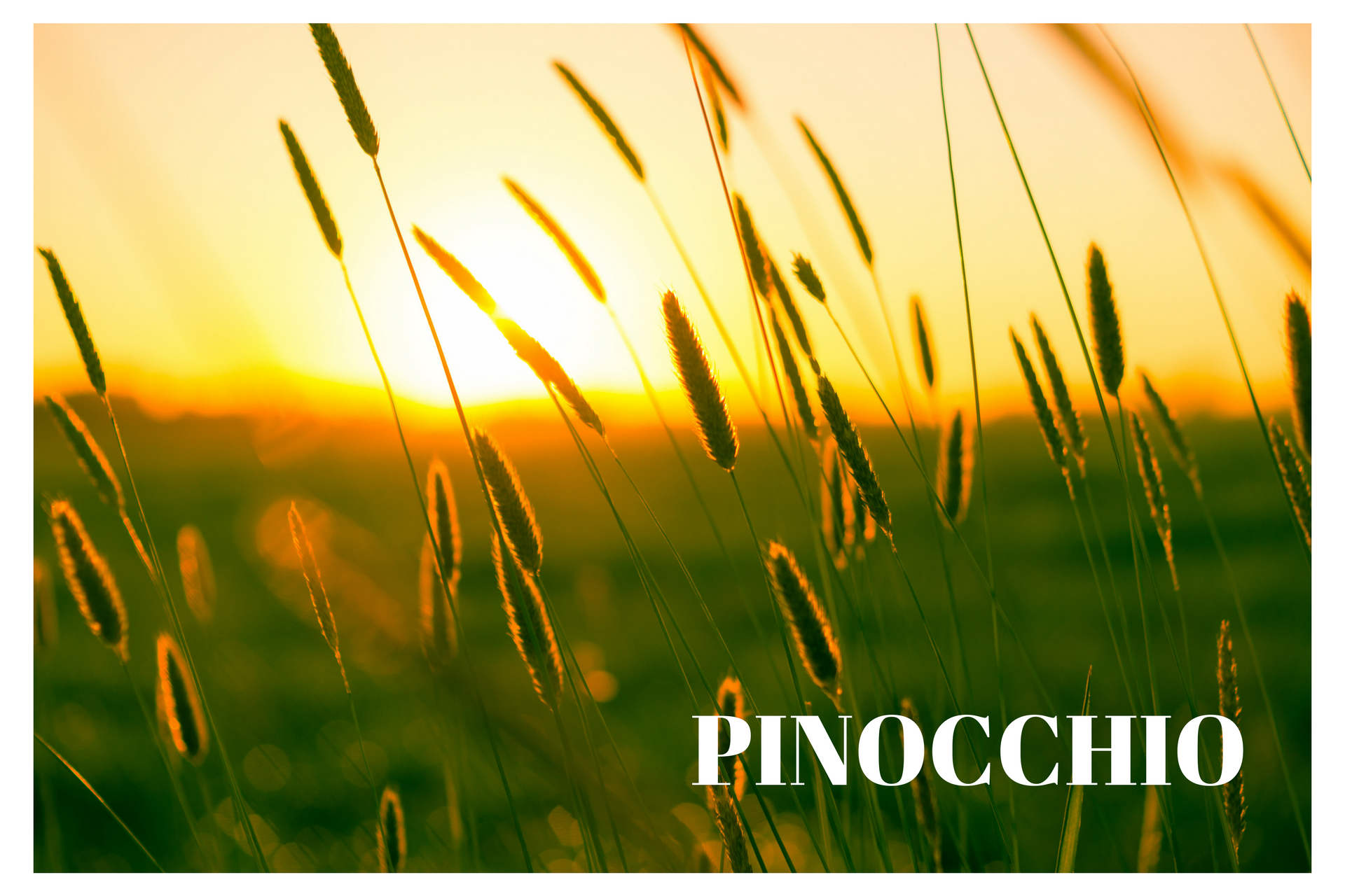 Good Days with Good Night: Pinocchio