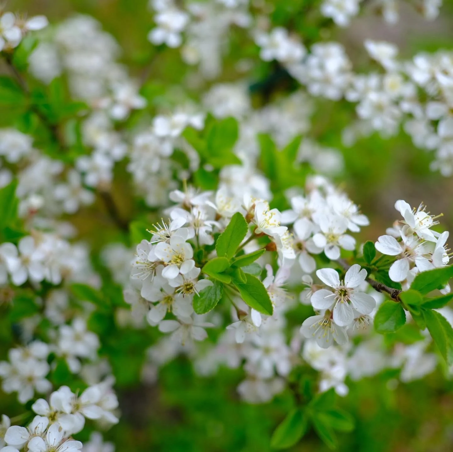 BLenheimParkMaine_Cherry Orchard Blossoms.jpg