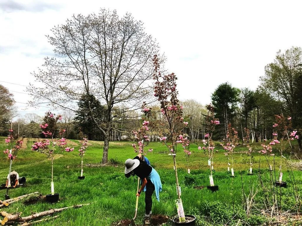 BlenheimParkMaine_OrnamentalCherryGrove.jpg