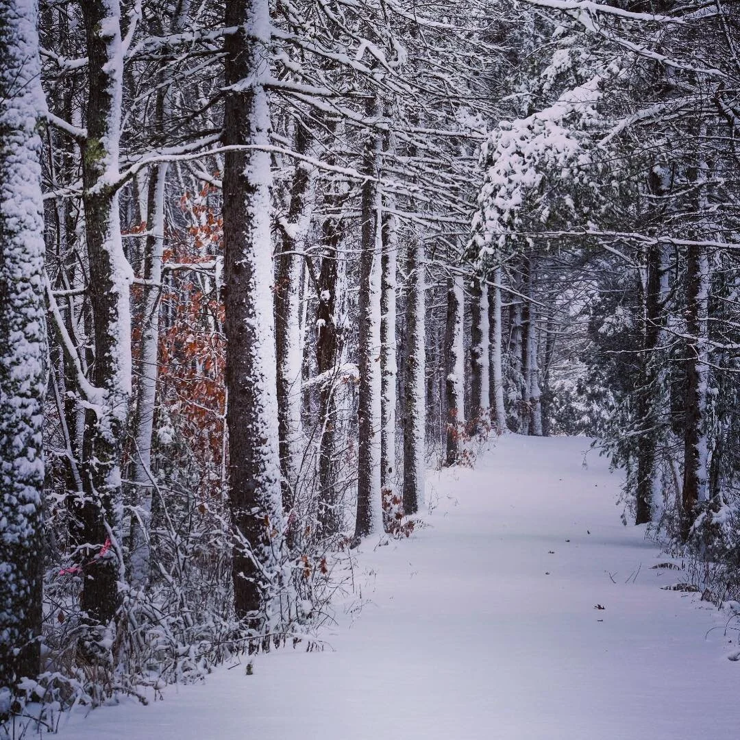 winter 2019.jpg