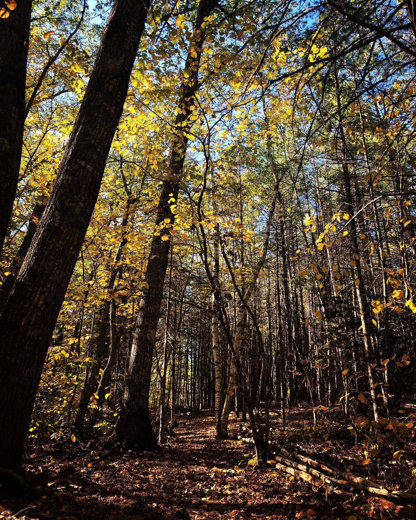 woods path yellow fall.jpg