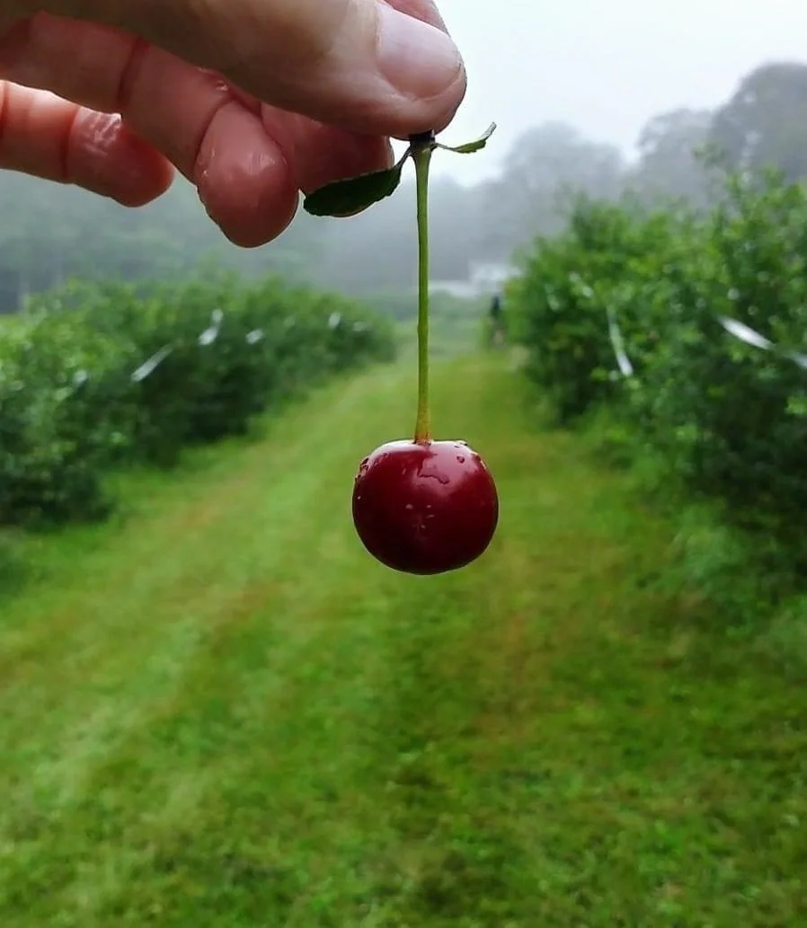 A harvester holds a ruby red sour cherry while harvesting at Blenheim Park Maine