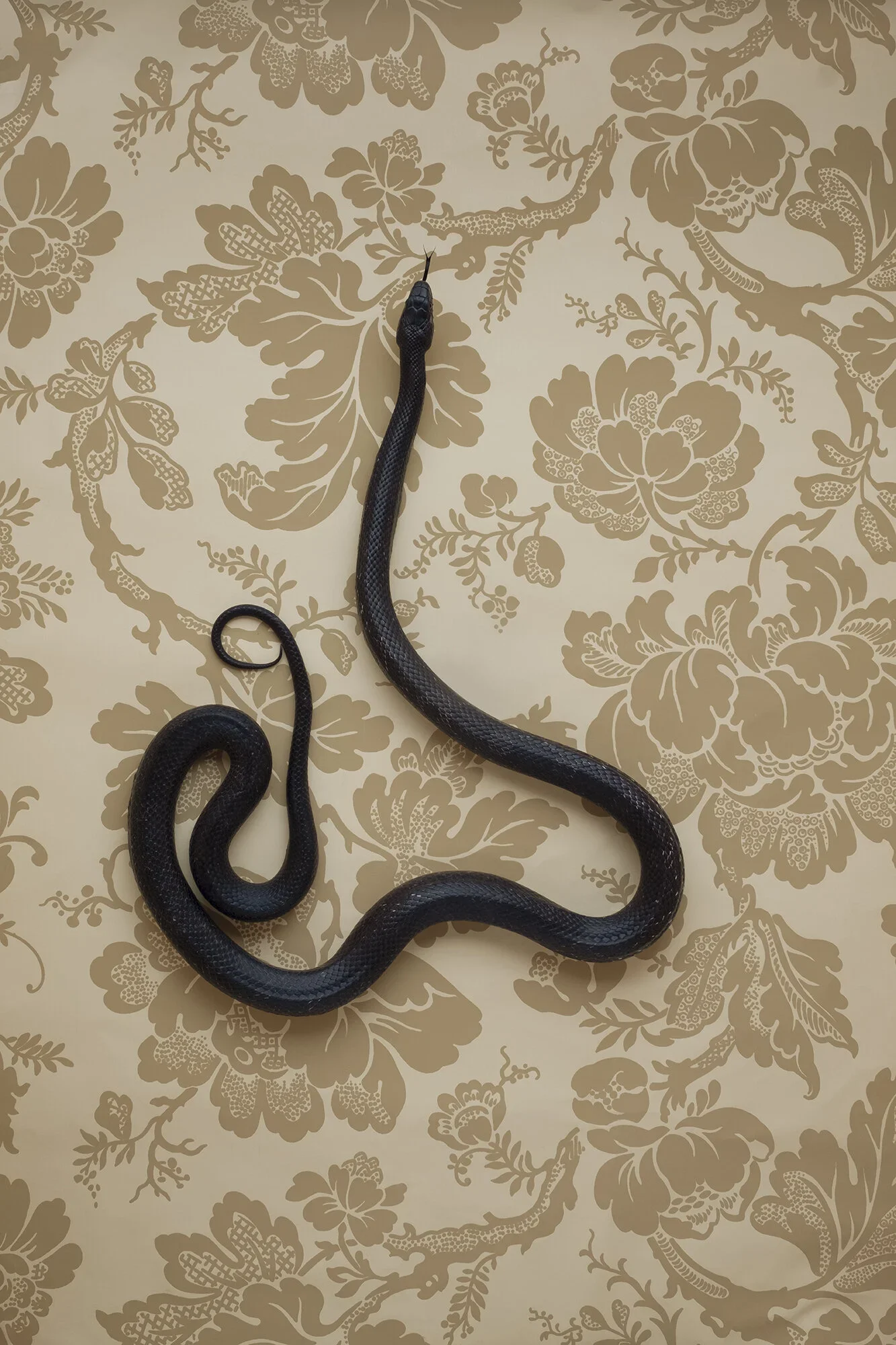 5_clairerosen_serpents_color_DSF3529.jpg.webp