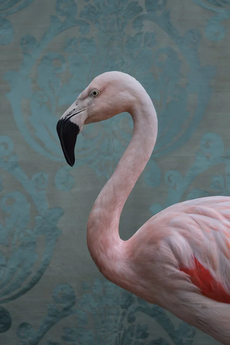 BOF_0350_GreaterFlamingo_2017_crop.jpg.webp