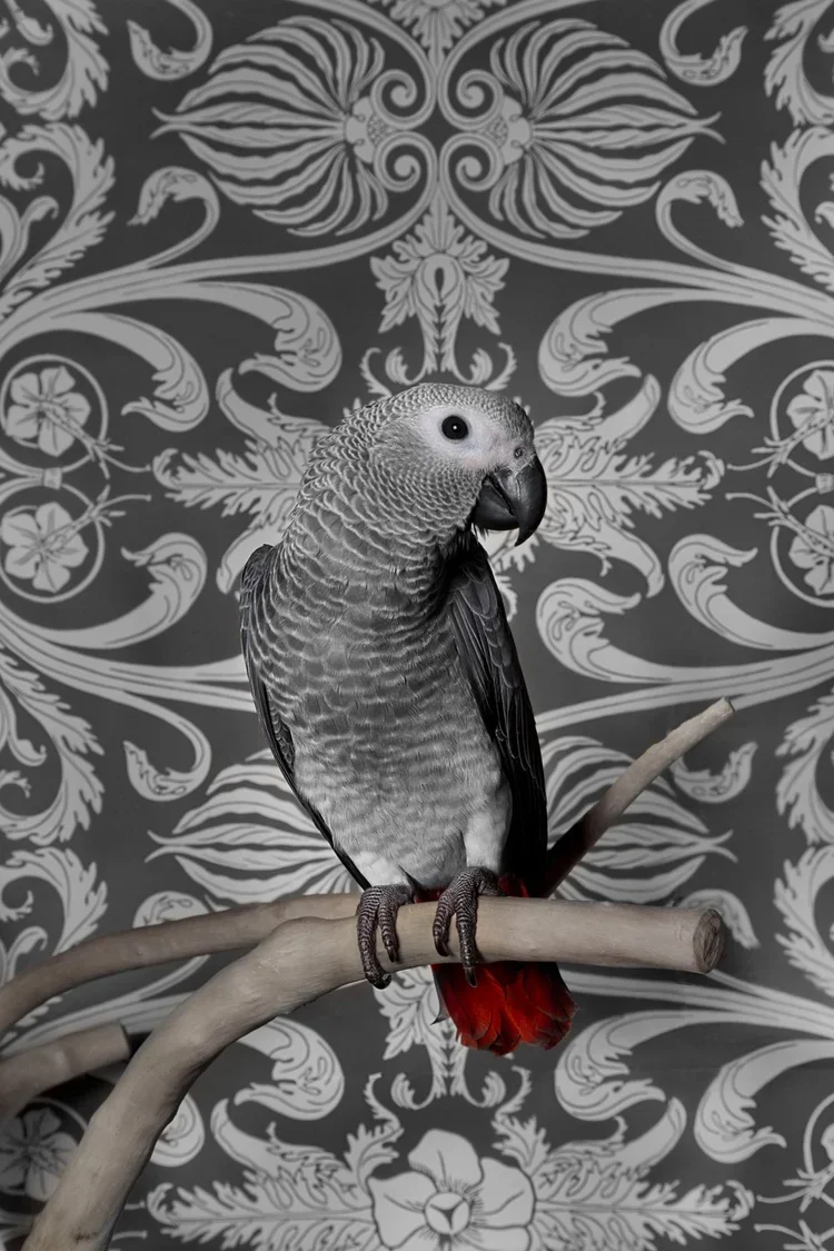 BOF_7157_GreyParrot_2012.jpg.webp