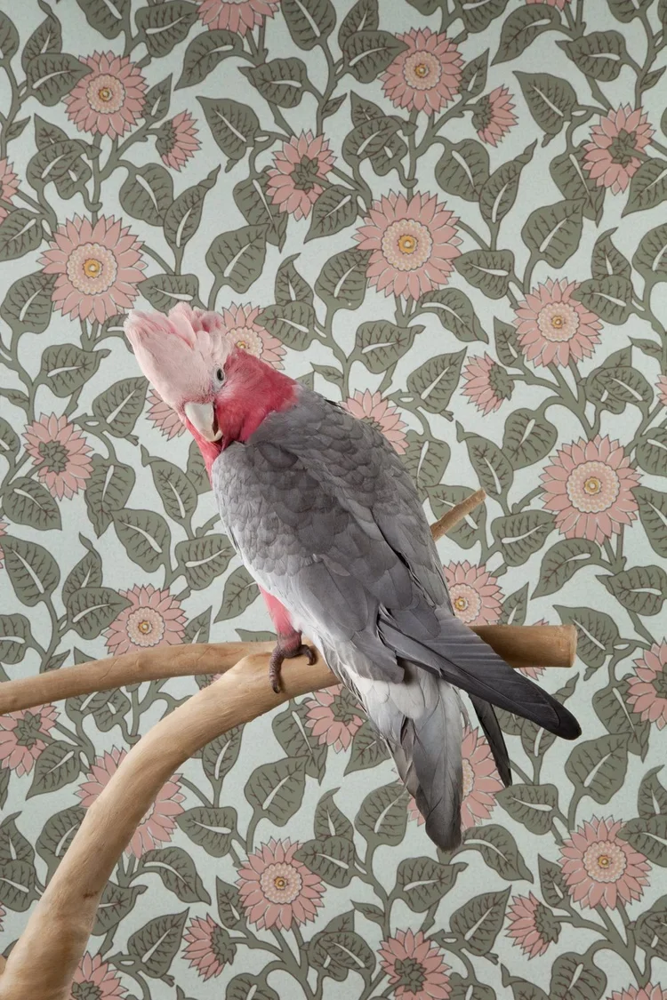 BOF_7461_Galah_2012.jpg.webp