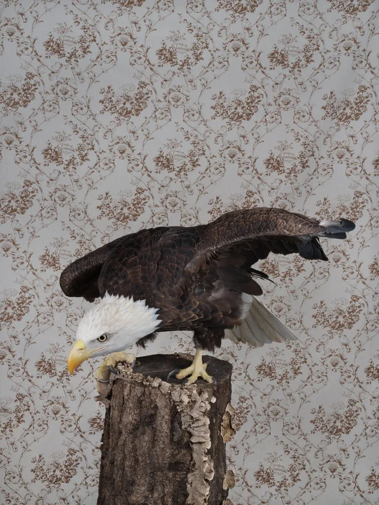 BOP_3130_BaldEagle_2021.jpg.webp