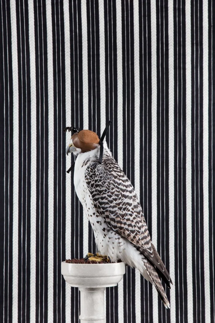 BOP_4481_Gyrfalcon_2016.jpg.webp