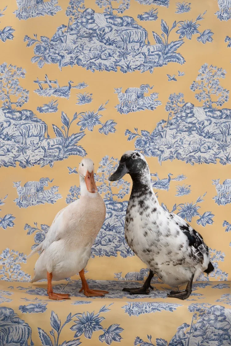 FOW_0248_IndianRunnerSwedishBlueDuck_2020.jpg.webp