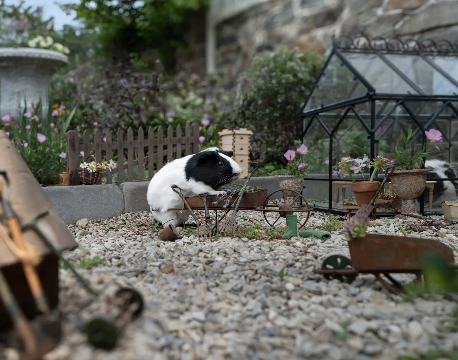 GuineaPigGarden.jpg.webp