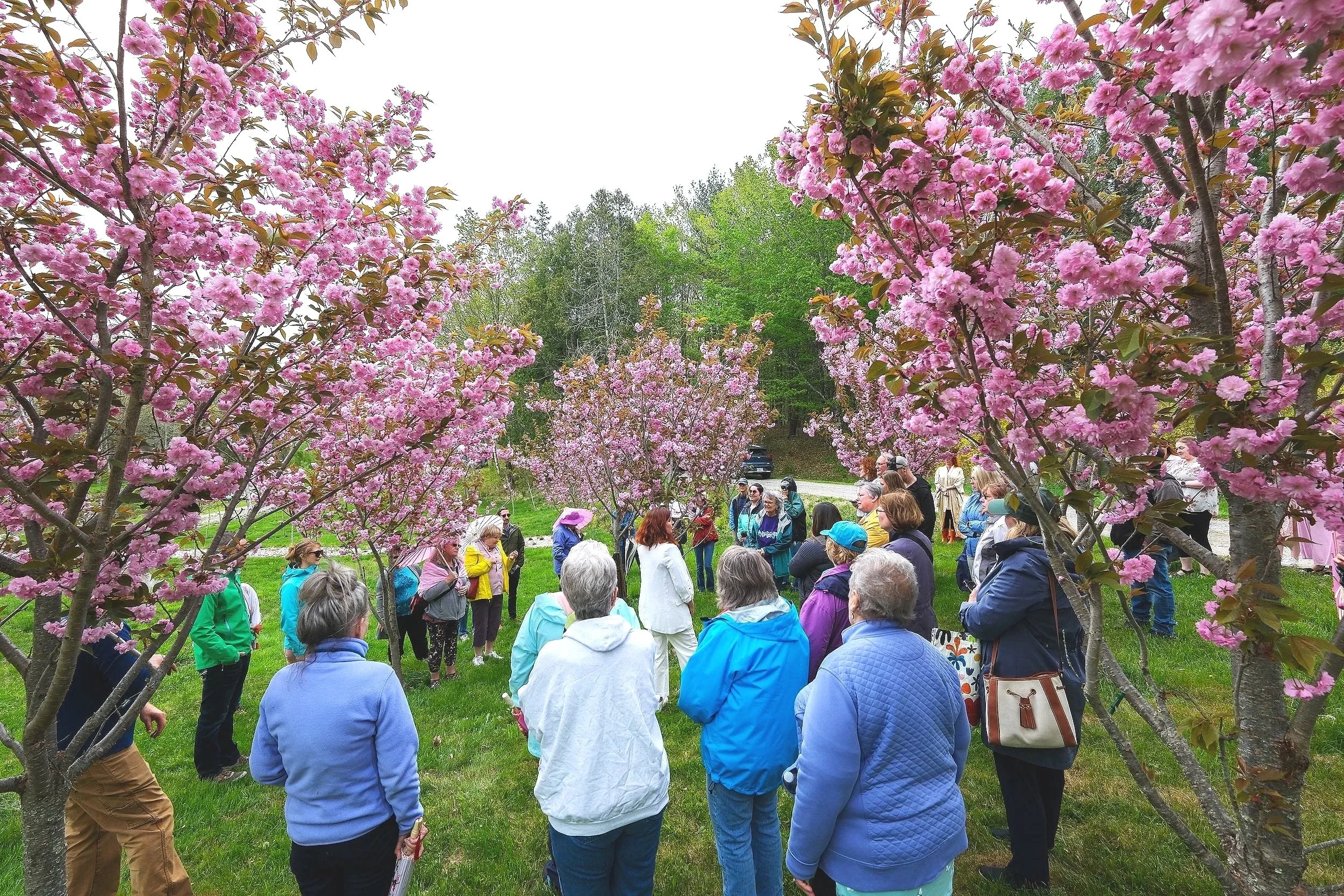Guests beneath the cherry blossoms at Blenheim Park Maine