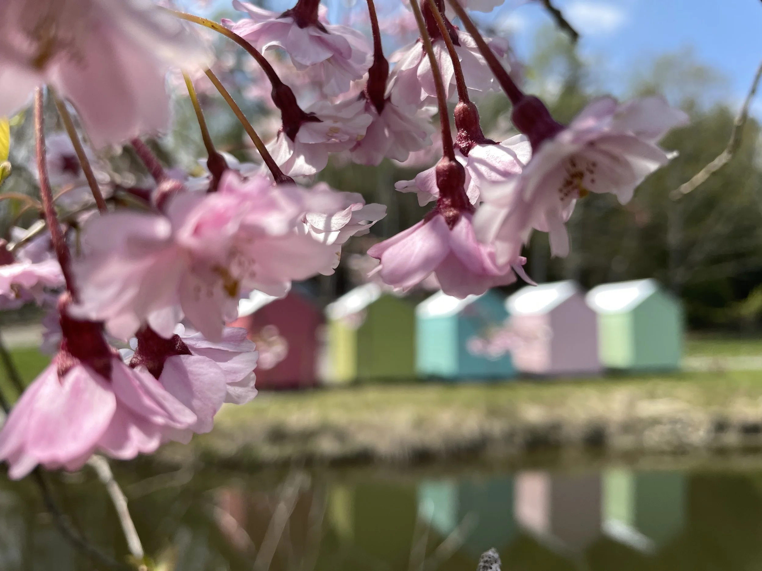 Sakura flowers in the orchard at Blenheim Park Maine