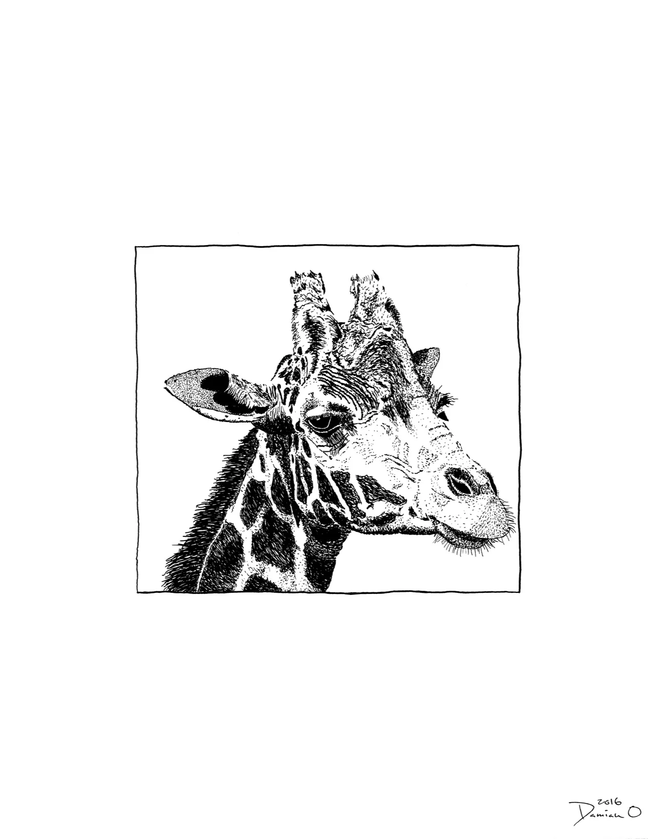giraffe3600bw.jpg