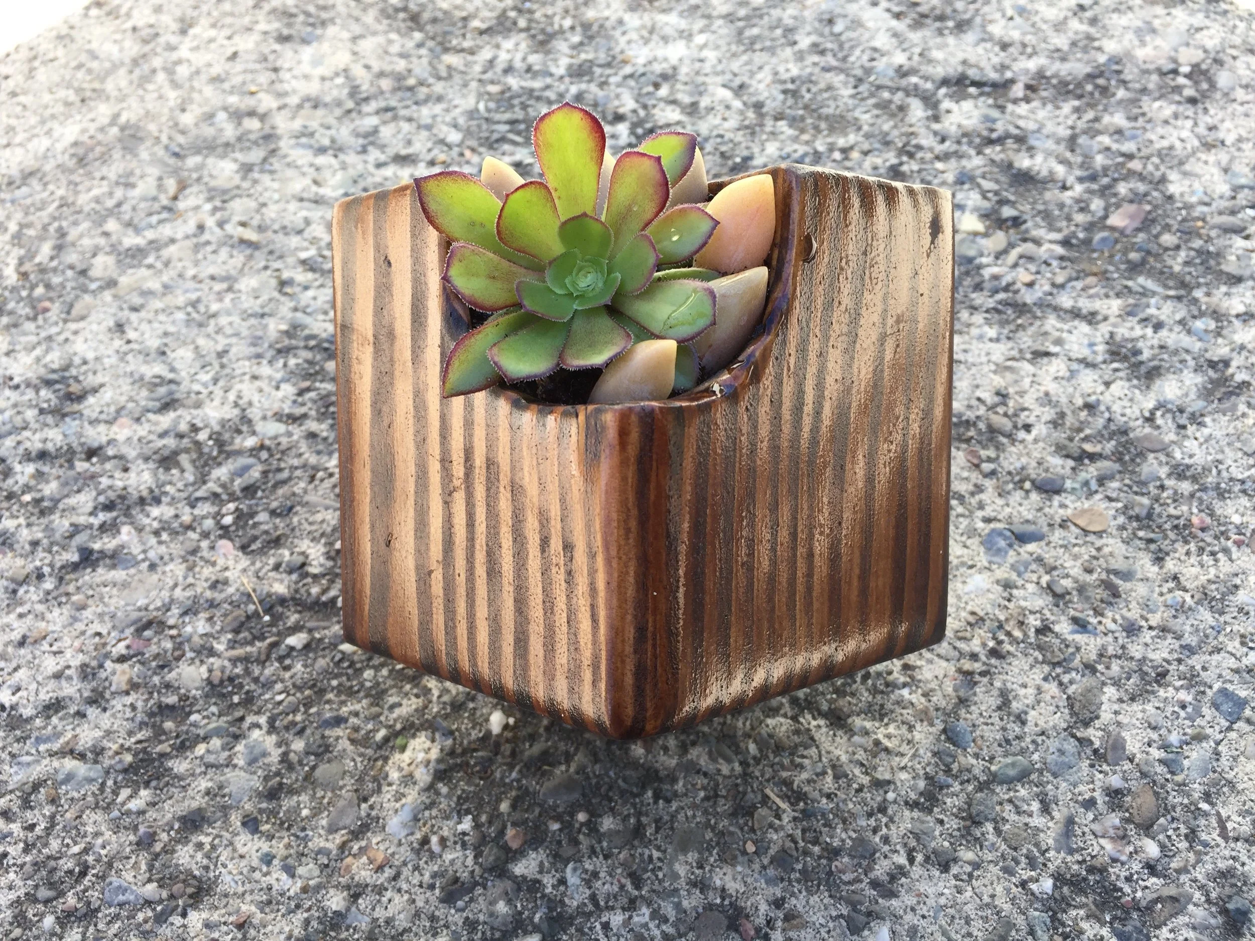 TIger Cube top.JPG