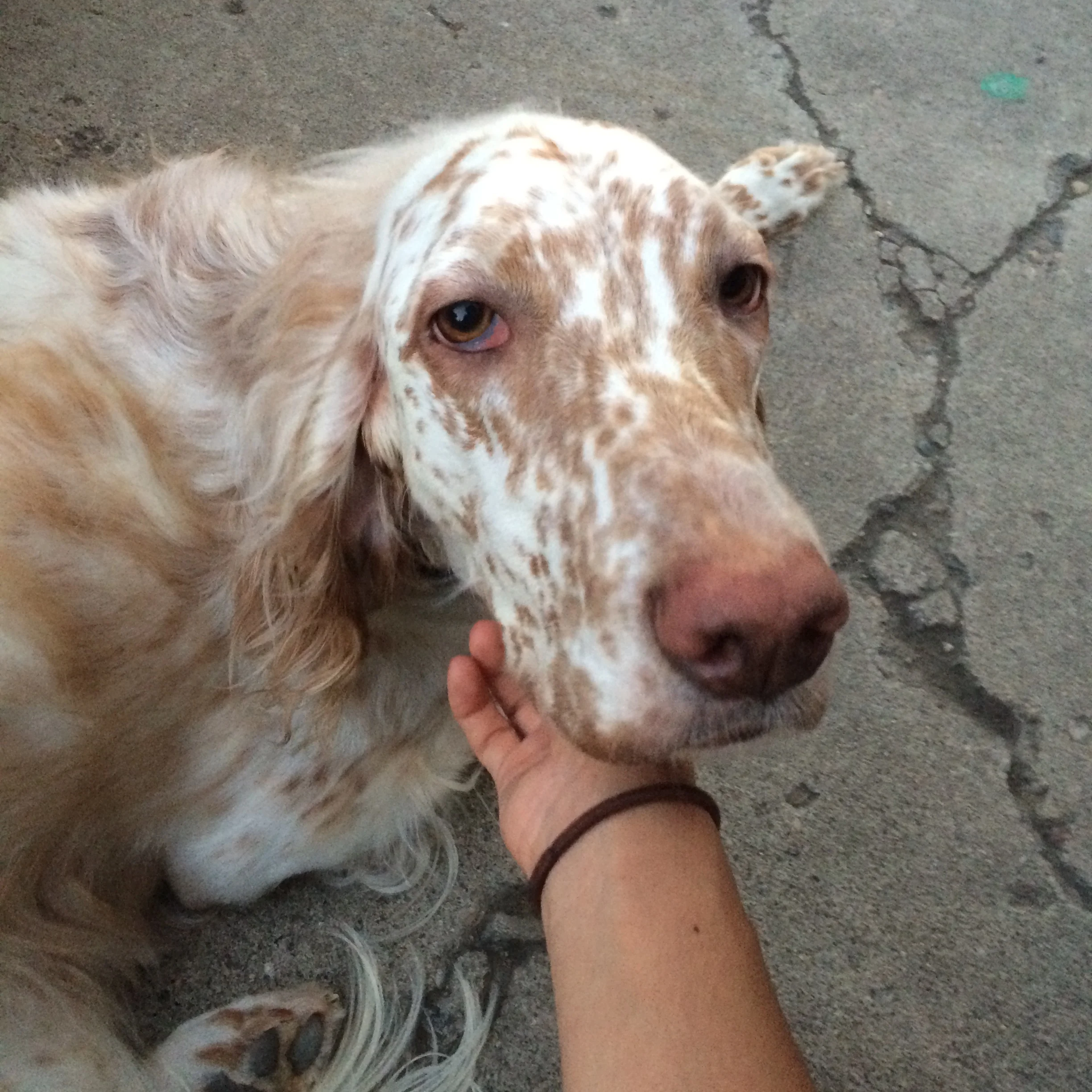#dogsofjunkyard